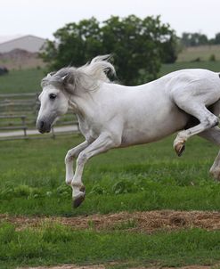 A21C9858 Bucking Andalucian Stallion-Gallardo-Chapel Creek Ranch, TX