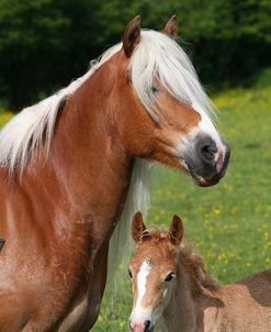 AY3V4732 Haflinger Mare and Foal, Owned By Helen Norville, UK
