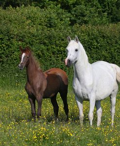 AY3V5929 Arab Mare and Foal, Claverdon Stud, UK