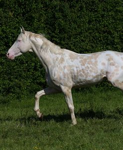 AY3V5984 Sport Horse Stallion, Gassons Farm Stud, UK