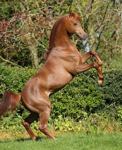 AY3V6074 Arab Stallion Rearing, Claverdon Stud, UK