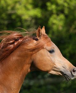 AY3V6119 Arab Stallion, Claverdon Stud, UK