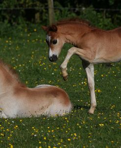 AY3V3962 Welsh Pony Foals Playing, Butts Farm, UK