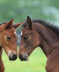 AY3V4068 Sport Horse Foals Meeting, Church Farm, UK