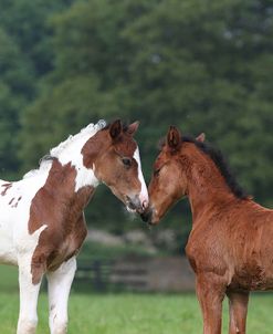 AY3V4103 Sport Horse Foals Meeting, Church Farm, UK