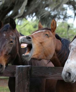 CQ2R4096 Yawning, Canadian Sport Horse Youngsters, Kingridge Stables, FL