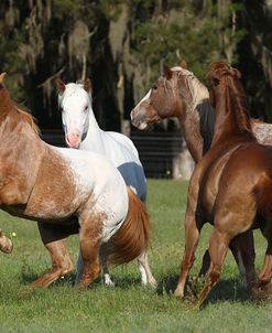 CQ2R4891 Herd Behaviour, Appaloosas, Lynns Appaloosas, FL