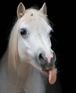 CQ2R5343 Tongue Out, Welsh Mountain Pony, Llanarth Stud, UK