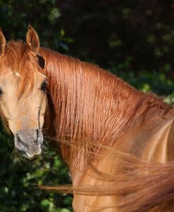 AY3V6150 Arab Stallion, Claverdon Stud, UK