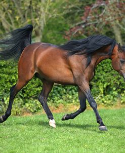 AY3V6184 Arab Stallion, Claverdon Stud, UK