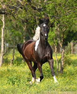 AY3V6398 Paint X Percheron-Triology-Owned By Rochelle Jozwiak, Horse Feathers Farm, TX