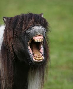 AY3V8012 Shetland Stallion Yawning, Skelberry Shetlands, UK