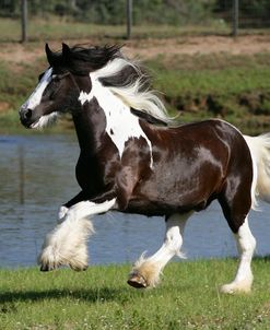 XR9C4082 Gypsy Vanner-Tango-Horse Feathers Farm, TX