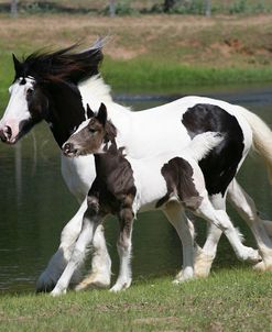 XR9C4194 Gypsy Vanner Mare and Foal-Hope and Winsome-Horse Feathers Farm, TX