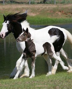 XR9C4194 Gypsy Vanner Mare and Foal-Hope and Winsome-Horse Feathers Farm, TX