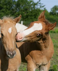 XR9C5374 Appaloosa Foals Playing, Top Step Farm, TX