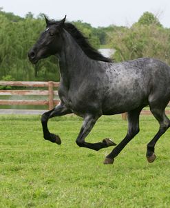 XR9C6480 Rocky Mountain Mare-Silvers Zsa Zsa-Classic Farm, KY