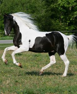 XR9C7365 Spotted Saddle Horse Stallion-Mr Bojangles Jr-McNatt Farm, TN