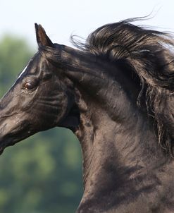 CQ2R8454 Morgan Stallion-KY