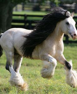 XR9C7453 Champagne Buckskin Gypsy Vanner Stallion-Taskin-Villa Vanners, TN