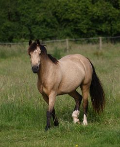 1Z5F9504 Welsh Pony, Brynseion Stud, UK