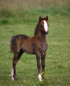 1Z5F9534 Welsh Pony Foal, Brynseion Stud, UK