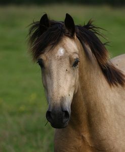 1Z5F9546 Welsh Pony, Brynseion Stud, UK