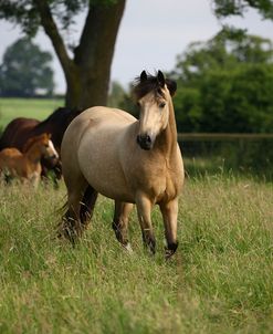 1Z5F9552 Welsh Pony, Brynseion Stud, UK