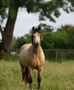 1Z5F9559 Welsh Pony, Brynseion Stud, UK