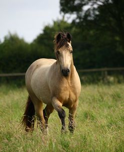 1Z5F9563 Welsh Pony, Brynseion Stud, UK