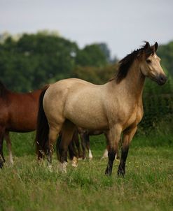 1Z5F9570 Welsh Pony, Mare and Foal, Brynseion Stud, UK