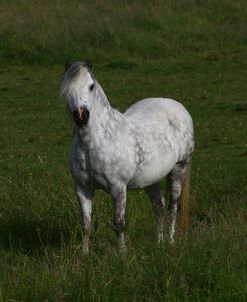 1Z5F9517 Welsh Pony, Brynseion Stud, UK