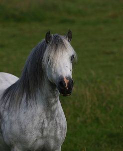 1Z5F9520 Welsh Pony, Brynseion Stud, UK