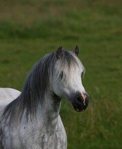 1Z5F9525 Welsh Pony, Brynseion Stud, UK