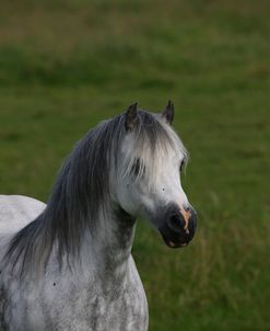 1Z5F9525 Welsh Pony, Brynseion Stud, UK