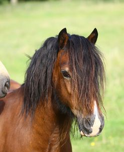 1Z5F9531 Welsh Pony, Brynseion Stud, UK