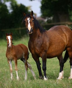 1Z5F9596 Welsh Pony Mare and Foal, Brynseion Stud, UK