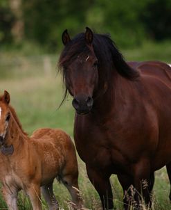 1Z5F9600 Welsh Pony Mare and Foal, Brynseion Stud, UK