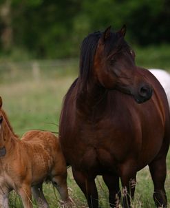 1Z5F9610 Welsh Pony Mare and Foal, Brynseion Stud, UK