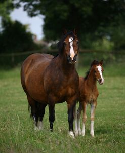 1Z5F9613 Welsh Pony Mare and Foal, Brynseion Stud, UK