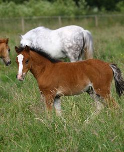 1Z5F9619 Welsh Pony Foal, Brynseion Stud, UK