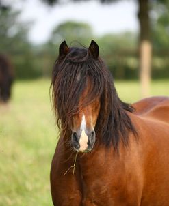 1Z5F9624 Welsh Pony Mare, Brynseion Stud, UK
