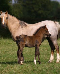 1Z5F9571 Welsh Pony Mare and Foal, Brynseion Stud, UK