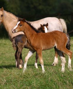 1Z5F9581 Welsh Pony Mare and Foals, Brynseion Stud, UK