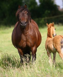 1Z5F9585 Welsh Pony Mare and Foal, Brynseion Stud, UK