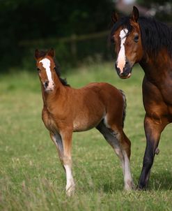 1Z5F9588 Welsh Pony Mare and Foal, Brynseion Stud, UK