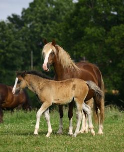 1Z5F9642 Welsh Cob Mare and Foal, Brynseion Stud, UK