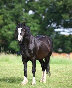 1Z5F9645 Welsh Cob Stallion, Brynseion Stud, UK