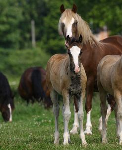 1Z5F9662 Welsh Cob Mares and Foals, Brynseion Stud, UK