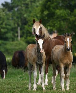1Z5F9664 Welsh Cob Mare and Foals, Brynseion Stud, UK